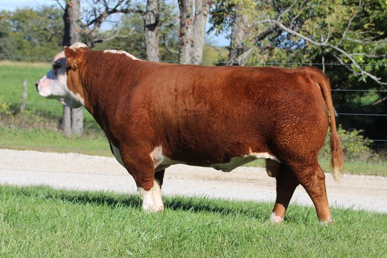 Breeders World Kld Mini Herefords