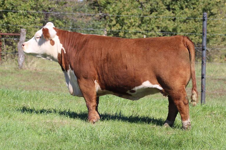 Breeders World KLD Mini Herefords