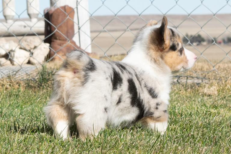 ckc registered breeders