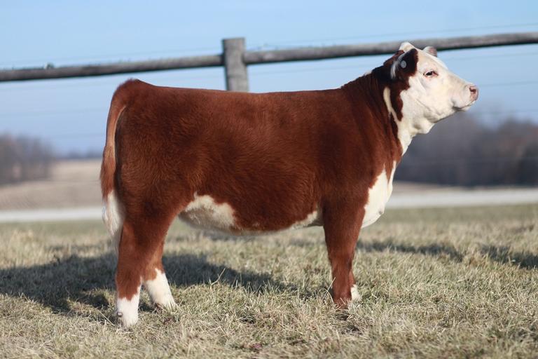How long do mini hereford cows live