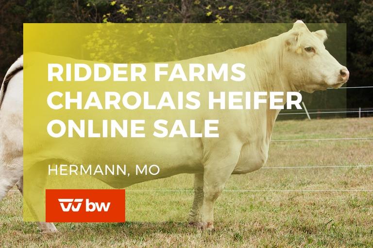 Breeders World Past Auctions