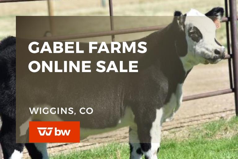 Breeders World Auctions