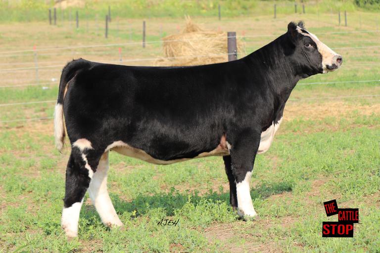 The Cattle Stop Iowa