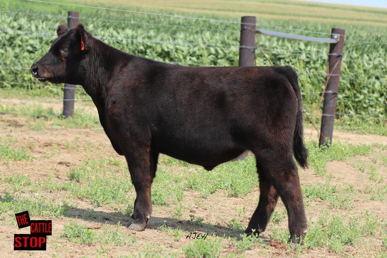 The Cattle Stop Iowa