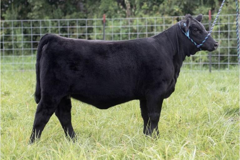 Tyler Peron Show Cattle