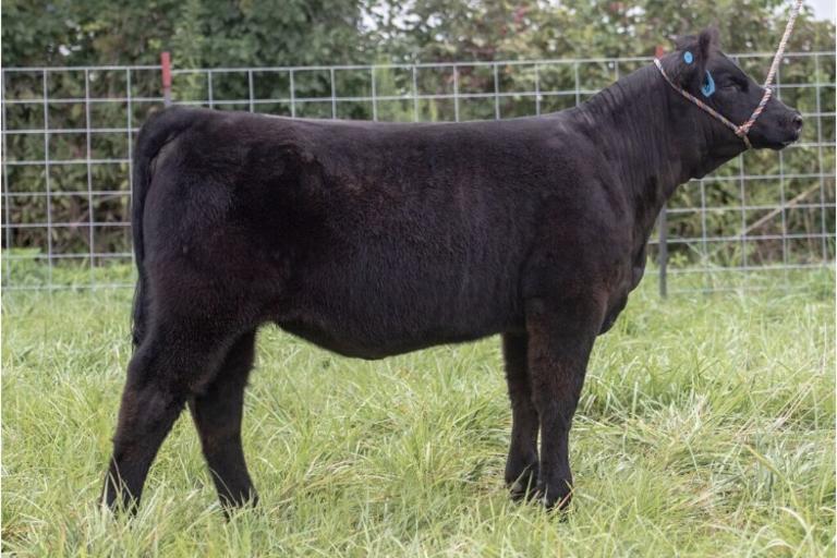 Tyler Peron Show Cattle