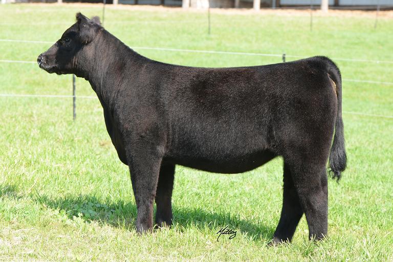 The Showman's Choice