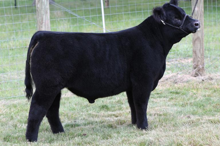 Watson Family Show Cattle