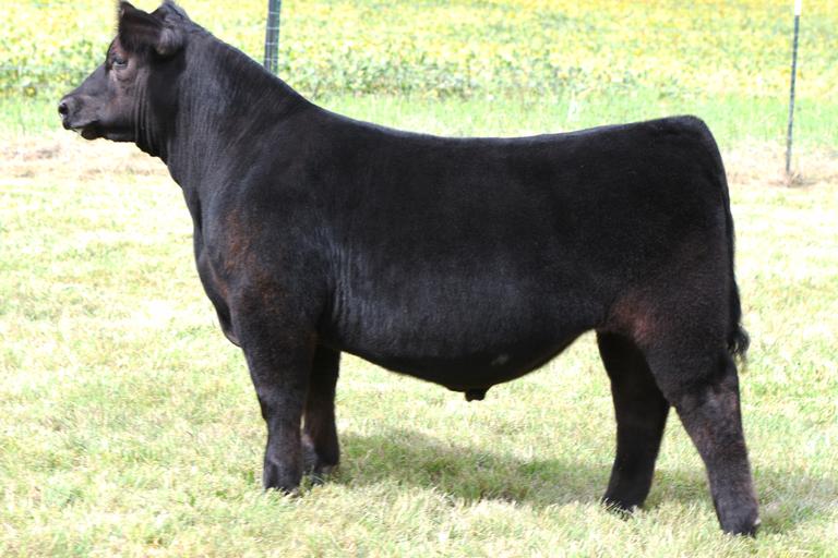 Watson Family Show Cattle