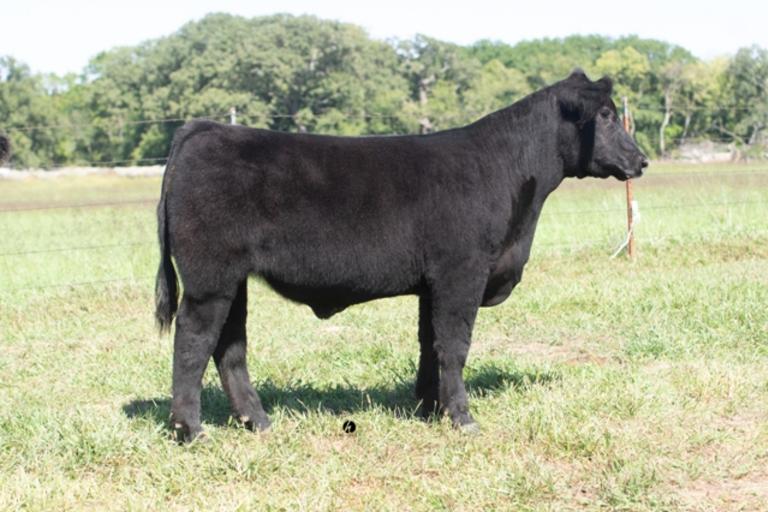 Michaelis Show Cattle