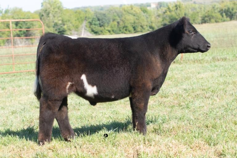 Michaelis Show Cattle