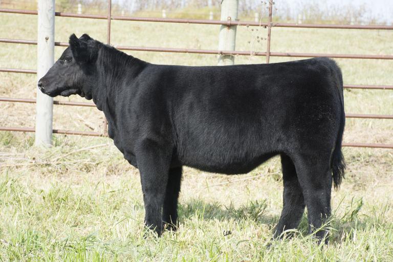 KERSTEN CATTLE