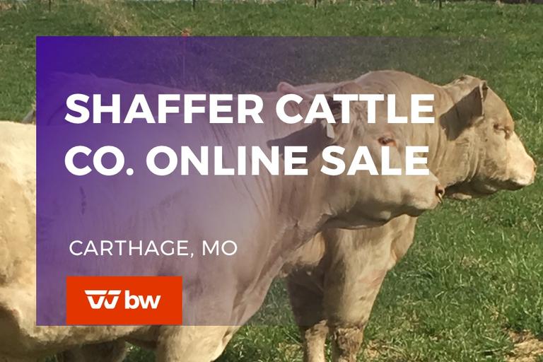 Breeders World Auctions