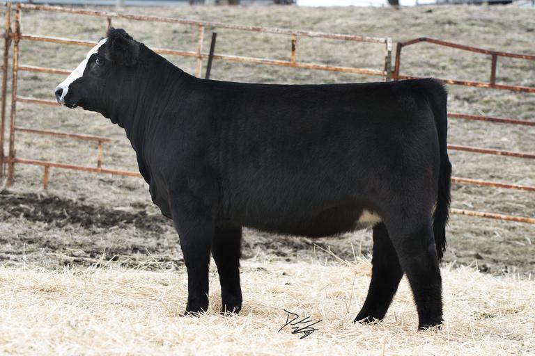 Breeders World VCL LKC Firefly 73F