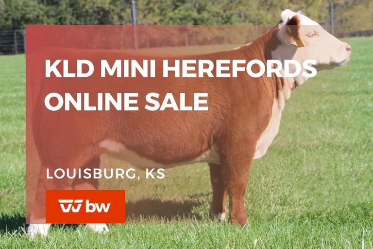 Breeders World Auctions