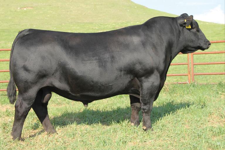 Breeders World PICK OF THE 2019 ANGUS BULL CALVES
