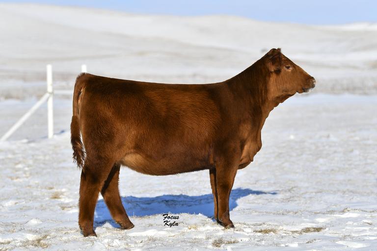 Breeders World Thomas Ranch