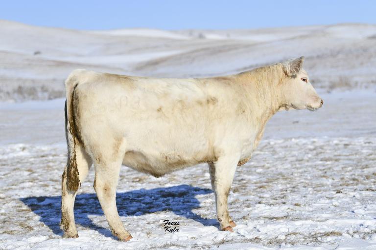 Breeders World Thomas Ranch