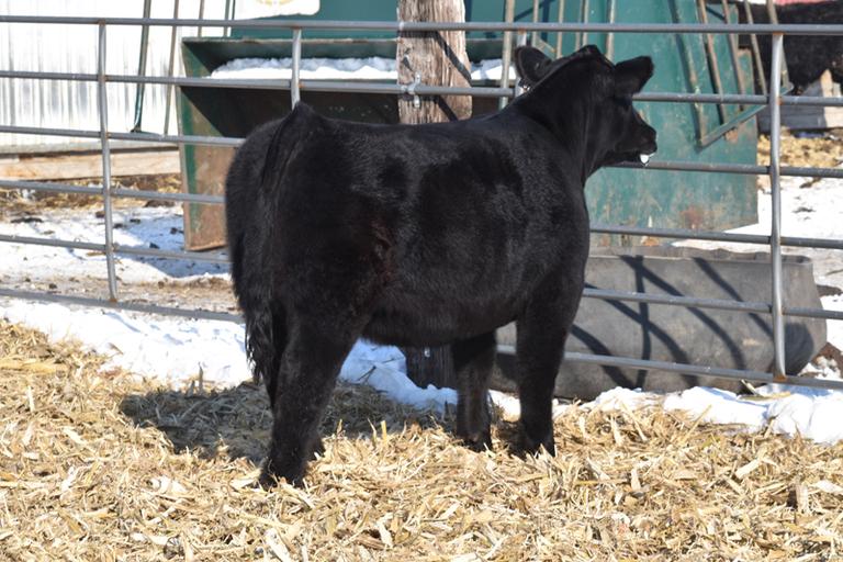 Ochsendorf Cattle Co.