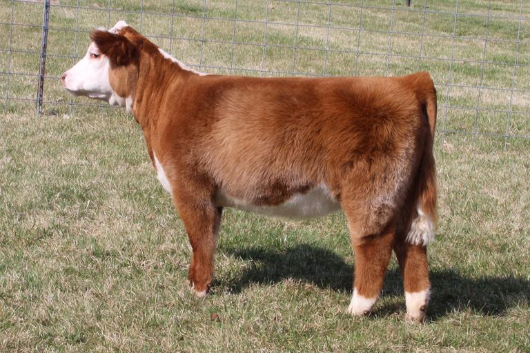 Breeders World KLD MINI HEREFORDS