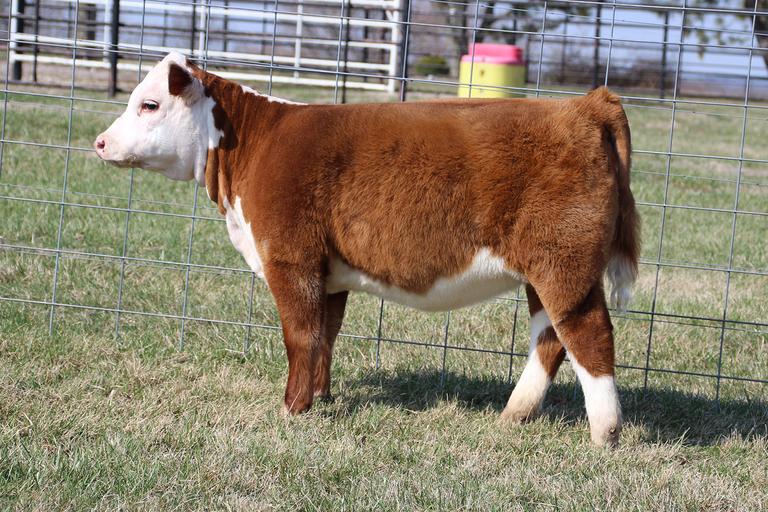 Breeders World KLD MINI HEREFORDS