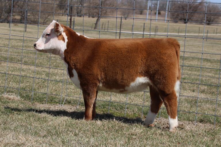 Breeders World KLD MINI HEREFORDS