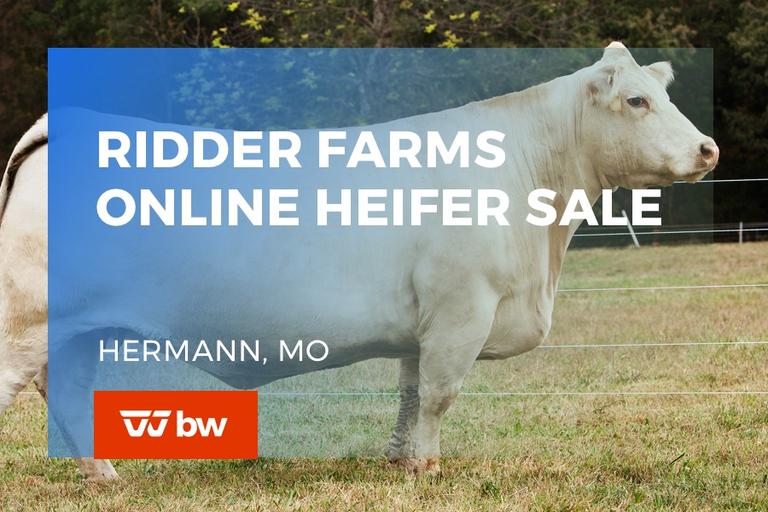 Breeders World Auctions