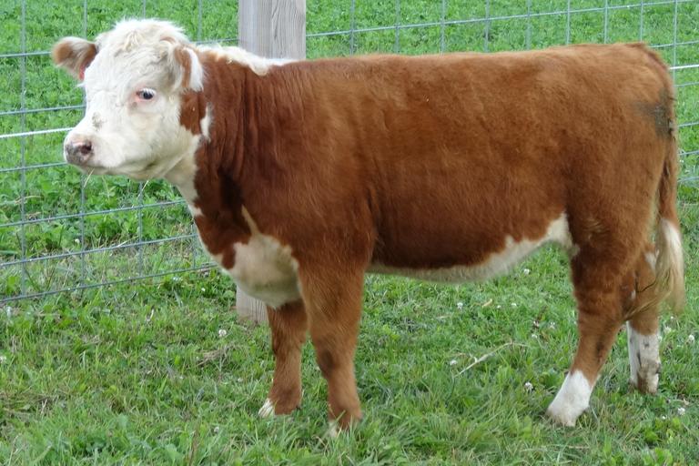 Breeders World Barkows Miniature Herefords