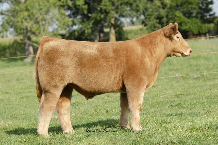 Durban Cattle Company