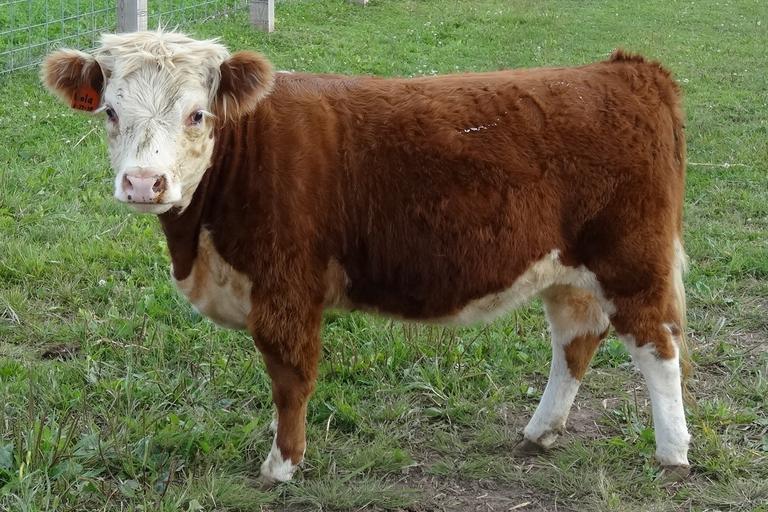 Breeders World Barkows Miniature Herefords