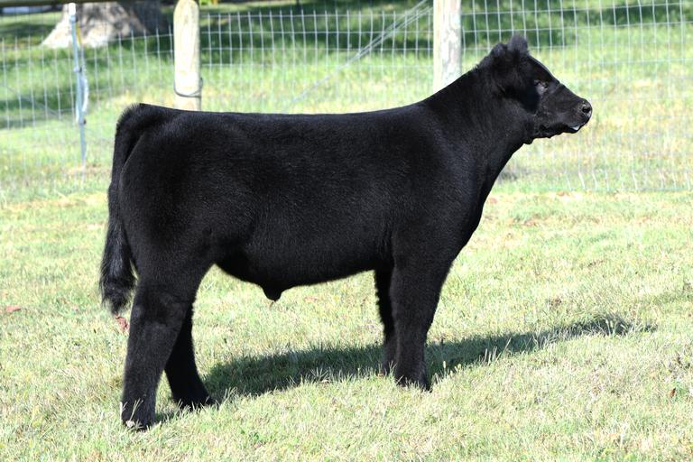 Watson Family Show Cattle