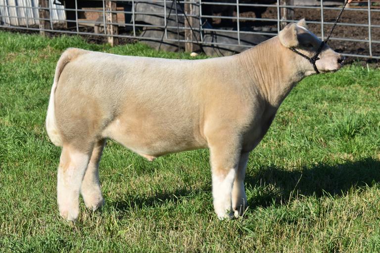 Ochsendorf Cattle Co.
