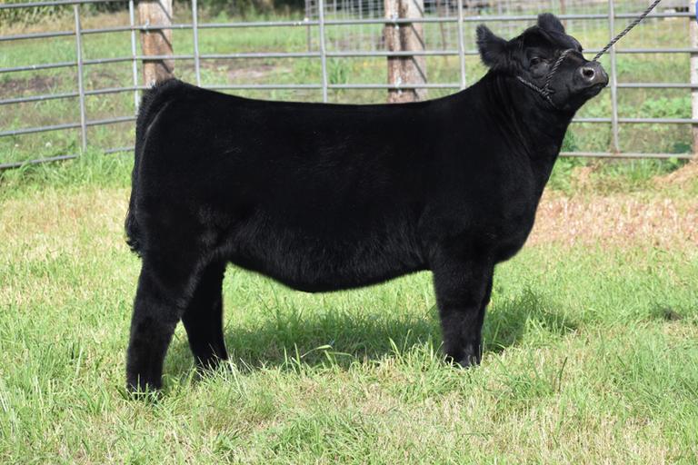 Ochsendorf Cattle Co.