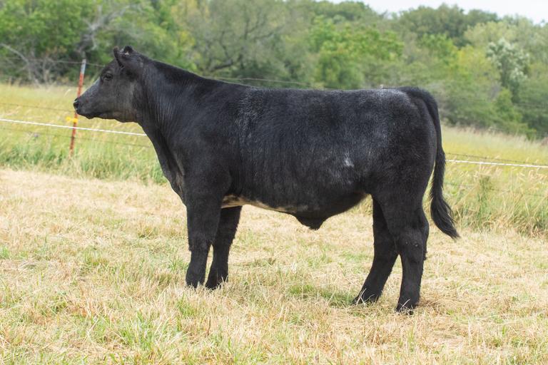 Michaelis Show Cattle