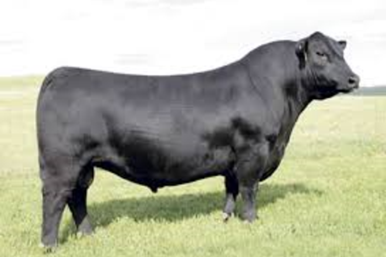 Breeders World | SAV Brilliance 8077 (Female Sexed)