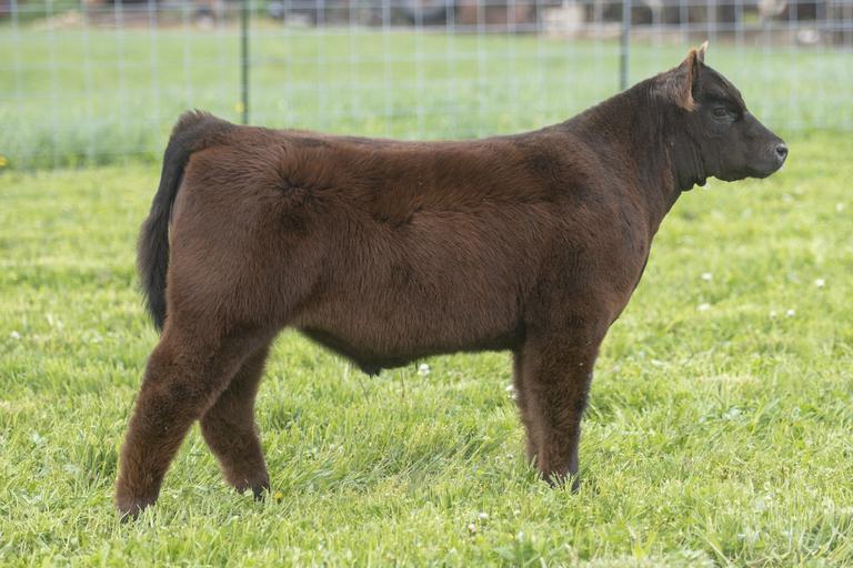 Brust Family Cattle