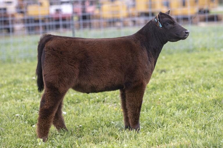 Brust Family Cattle