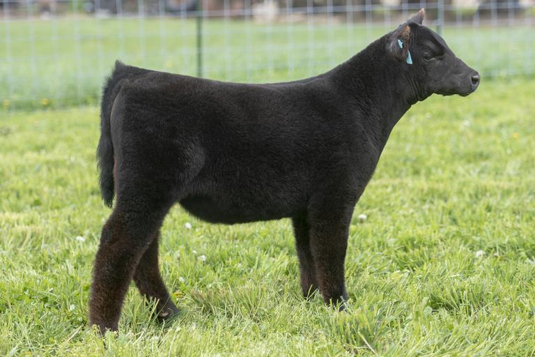 Brust Family Cattle