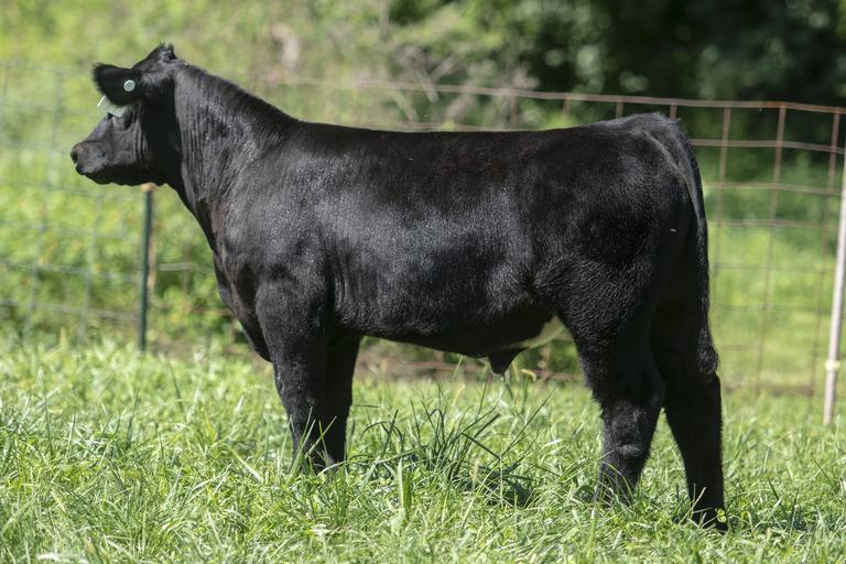 Tyler Peron Show Cattle