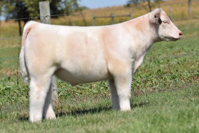 Voegele Show Cattle 