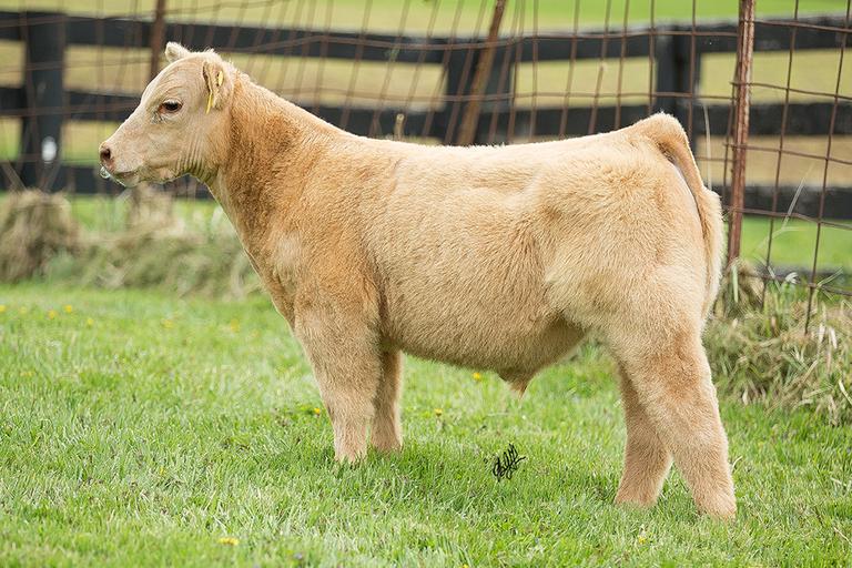 Dwight Hamilton Show Cattle