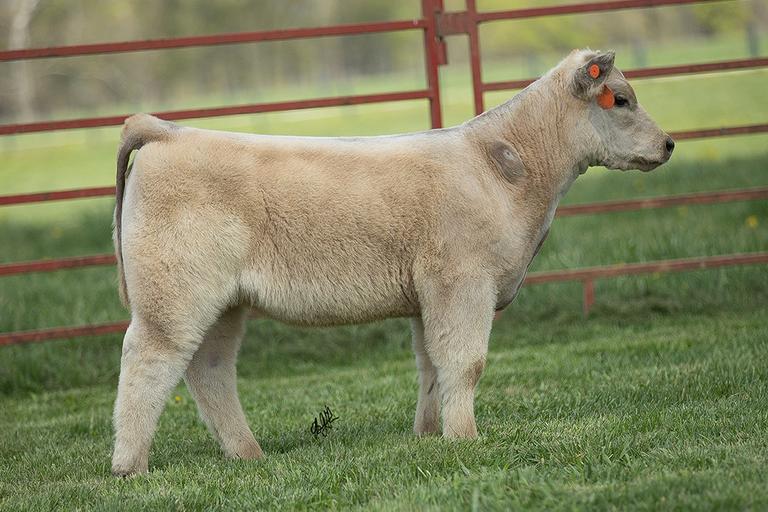 Souder Family Cattle