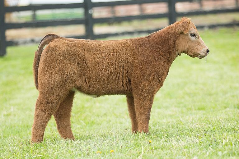 Dwight Hamilton Show Cattle