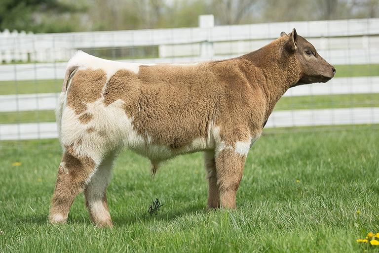 Parry Show Cattle