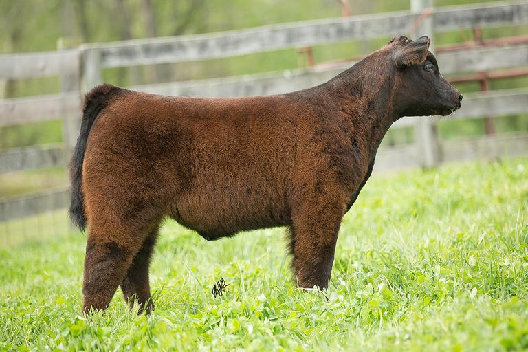 Hauke Show Cattle