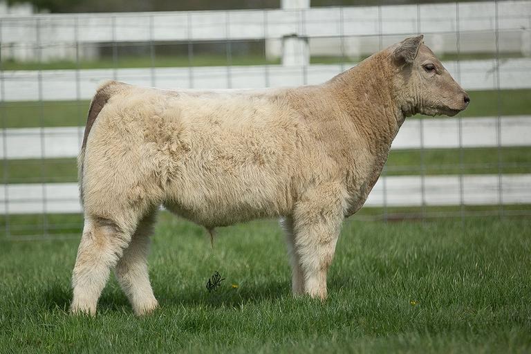 Parry Show Cattle