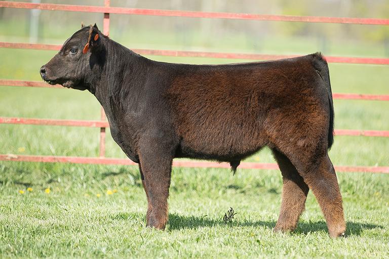 Souder Family Cattle