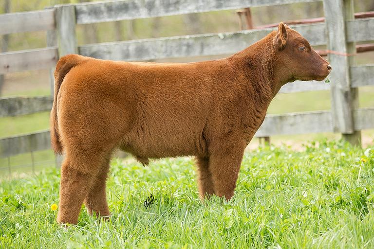 Hauke Show Cattle