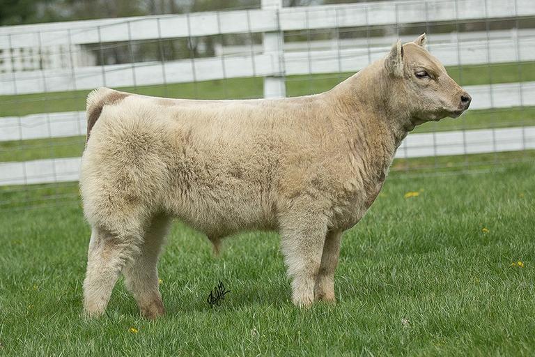 Parry Show Cattle