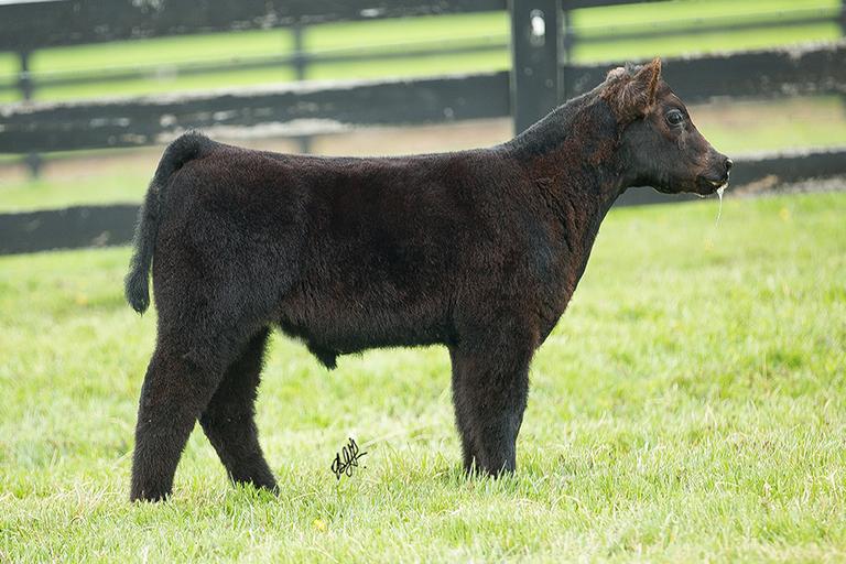 Dwight Hamilton Show Cattle